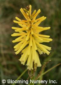 Kniphofia 'Brimstone'